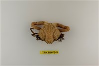 藏品(泡型長螯蟹)的圖片